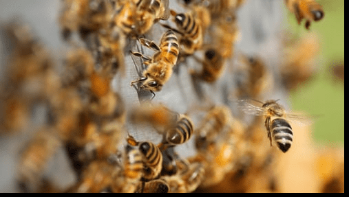 bee farming business | honey mission | honey farming | honey
